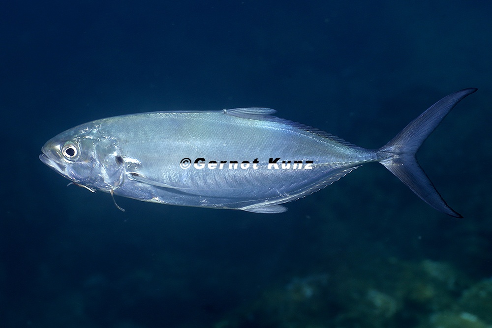Caranx caballus  Green Jack 5 2