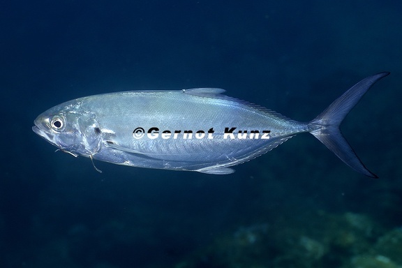 Caranx caballus  Green Jack 5 2