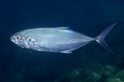 Caranx caballus  Green Jack 5 2