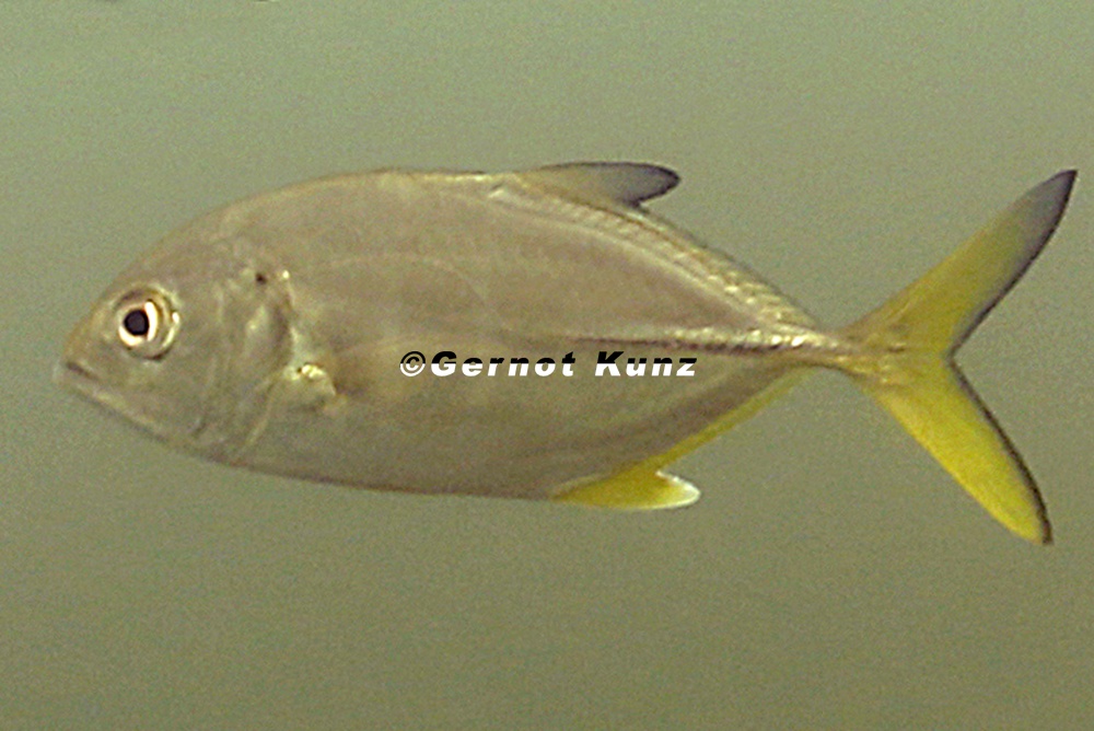 Caranx latus  1 2