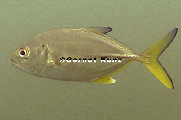 Caranx latus  1 2