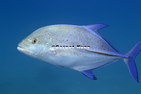 Caranx melampygus   Bluefin Trevally  8 2