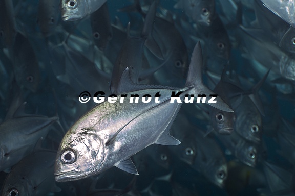Caranx sexfasciatus  Bigeye Trevally 6 2