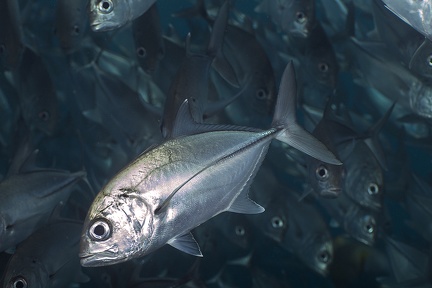 Caranx sexfasciatus  Bigeye Trevally 6 2