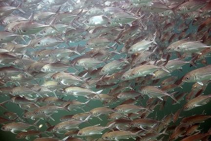 Caranx sexfasciatus  Bigeye Trevally  5 2