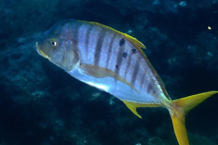 Gnathanodon speciosus  Golden Trevally 2 2
