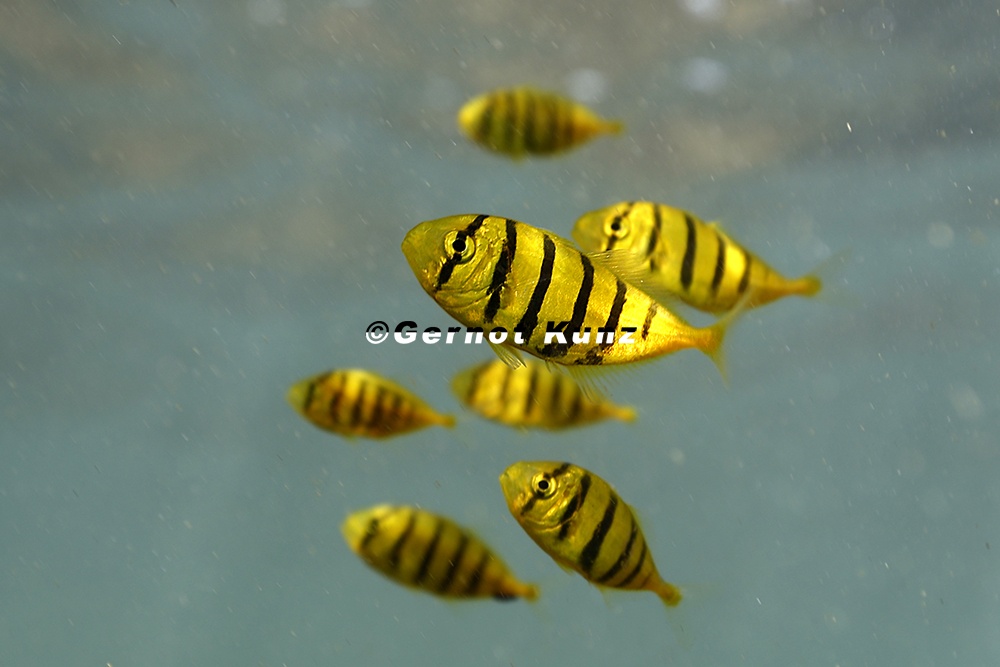 Gnathanodon speciosus  Golden trevally Juv  6 2