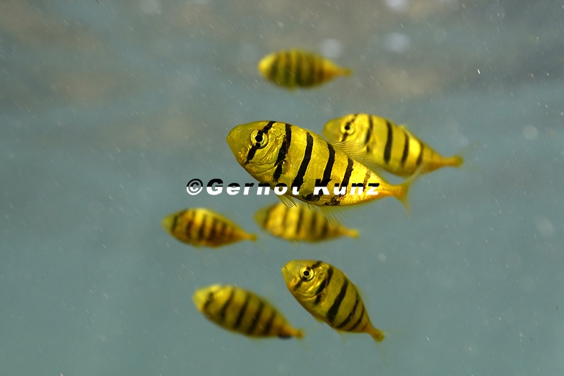 Gnathanodon speciosus Golden trevally Juv 6 2 - Gnathanodon_speciosus__Golden_trevally_Juv__6_2.jpg Gnathanodon_speciosus__Golden_trevally_Juv__6_2.jpg