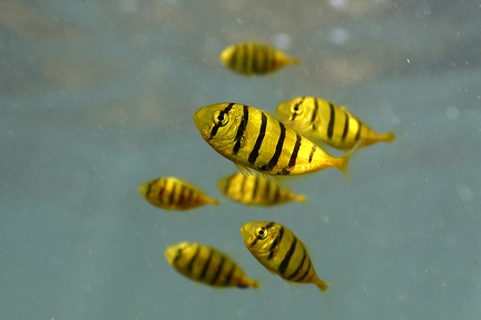 Gnathanodon speciosus  Golden trevally Juv  6 2