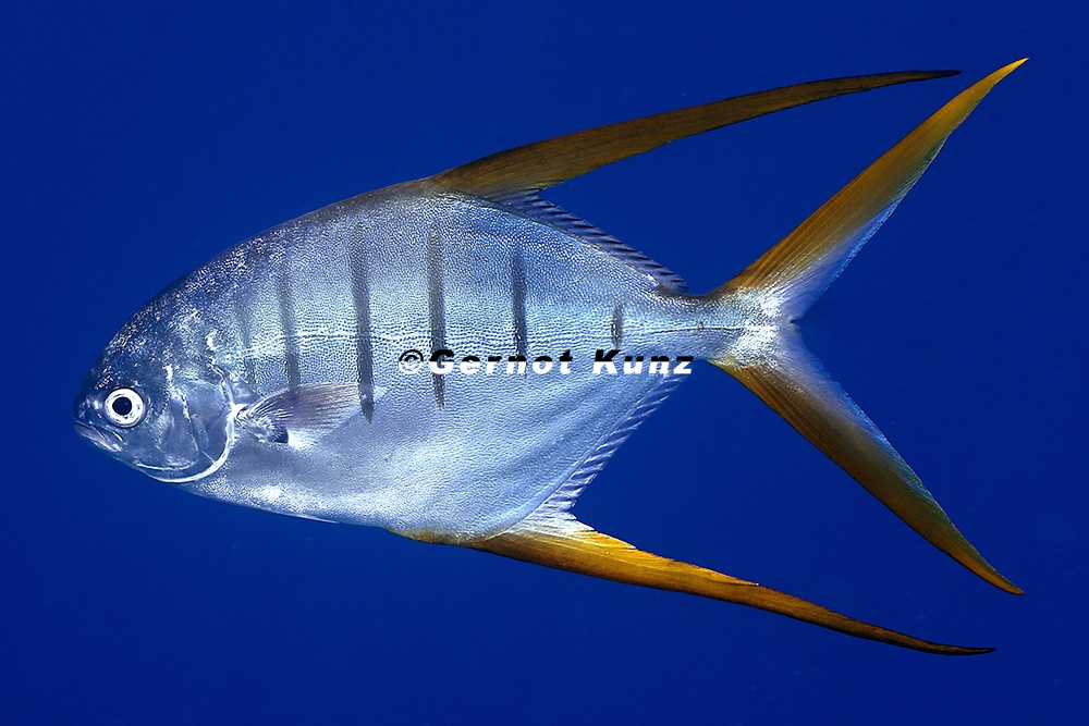 Trachinotus rhodopus  Gafftopsail pompano 2 2