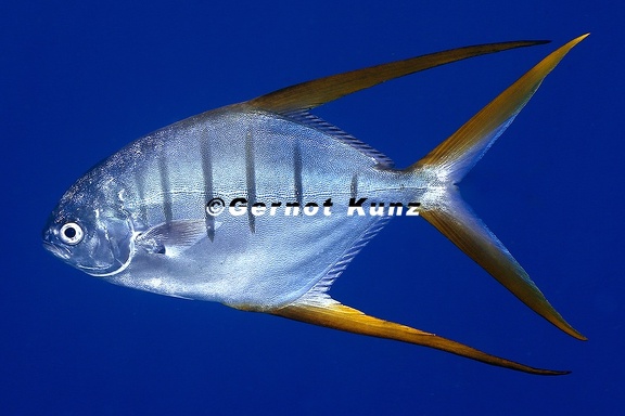 Trachinotus rhodopus  Gafftopsail pompano 2 2