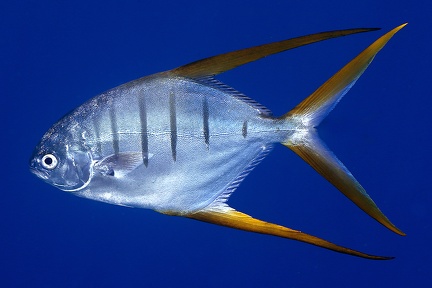Trachinotus rhodopus  Gafftopsail pompano 2 2