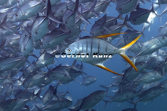 Trachinotus rhodopus  Gafftopsail pompano 5 3