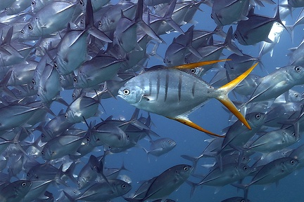 Trachinotus rhodopus  Gafftopsail pompano 5 3