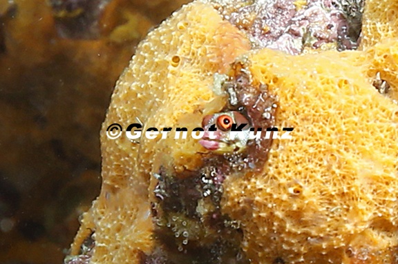 Acanthemblemaria macrospilus  Barnacle blenny  5 2
