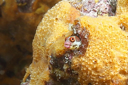 Acanthemblemaria macrospilus  Barnacle blenny  5 2