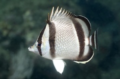 Chaetodon humeralis  Threebanded humeralis 5 2