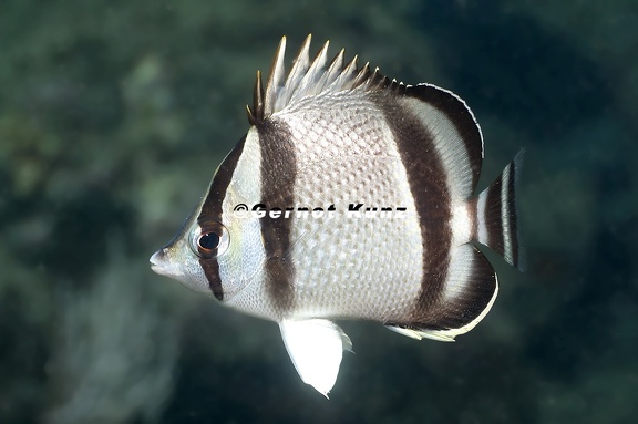 Chaetodon humeralis  Threebanded humeralis 5 2