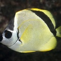 Johnrandallia nigrirostris  Barberfish  Barbier-Falterfish 9 2