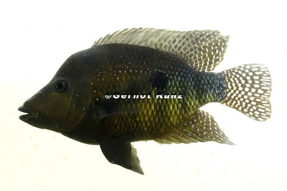 Amphilophus rostratus 3 3