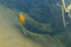 Cichlidae indet  8 1
