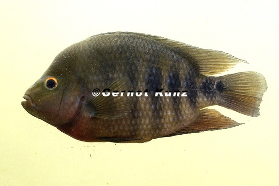 Cichlidae indet  8 3