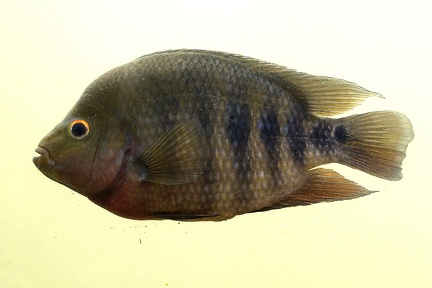 Cichlidae indet  8 3