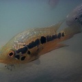 Parachromis loisellei 9 2