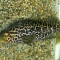 Parachromis managuensis Jaguar Cichlid  Guapote 9 1