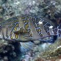 Cirrhitus rivulatus  Giant Hawkfish  Riesen-B  schelbarsch 8 2