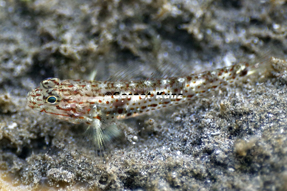 Coryphopterus urospilus  Redlight Goby  9 2