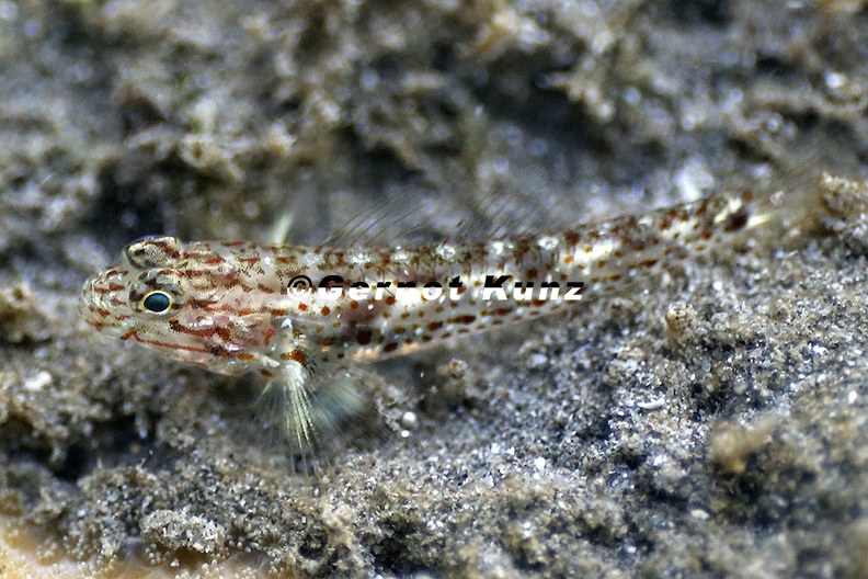 Coryphopterus_urospilus__Redlight_Goby__9_2.jpg