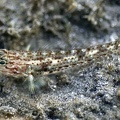 Coryphopterus urospilus  Redlight Goby  9 2