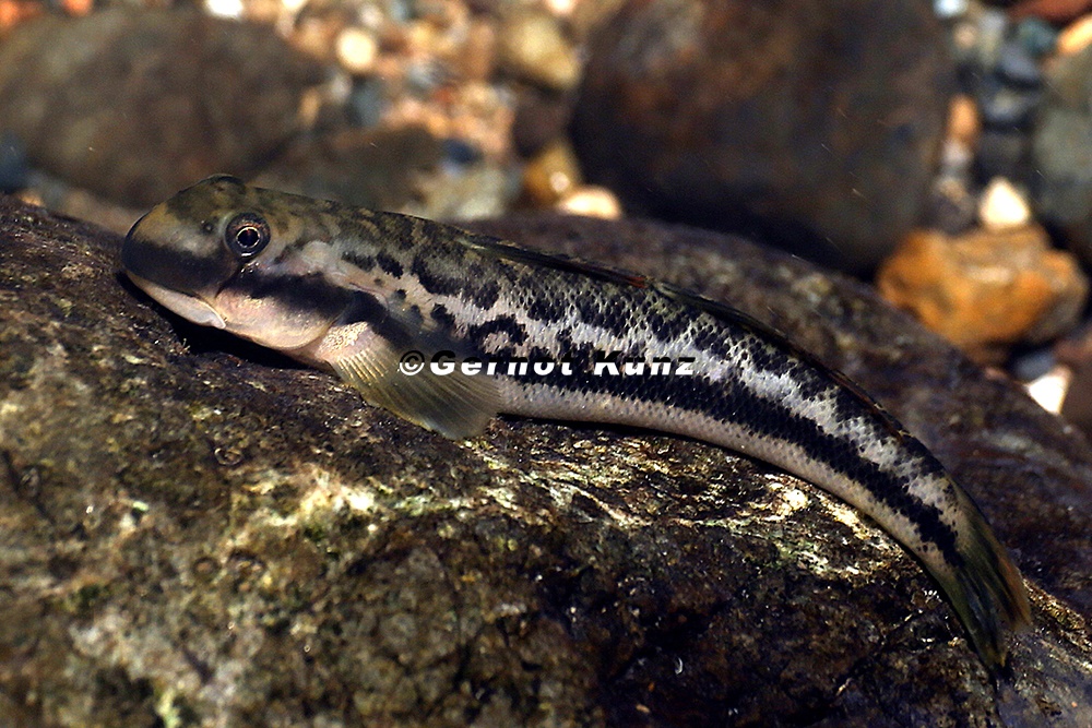 Sicydiinae  Lippenzahngrundeln 4 2