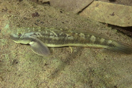 Sicydium salvini 9 2
