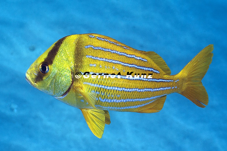 Anisotremus taeniatus  Panamic Porkfish 2 2