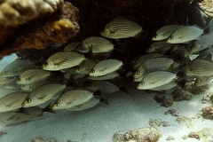 Haemulon maculicauda 1 2 001