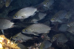 Haemulon maculicauda  Spotted Tail Grunt 4 2