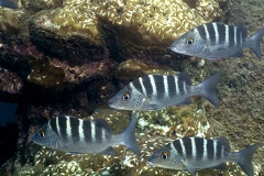 Haemulon sexfasciatum  Graybar Grunt 5 2