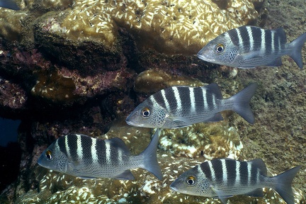 Haemulon sexfasciatum  Graybar Grunt 5 2