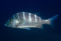 Haemulon sexfasciatum  Graybar Grunt 8 2