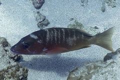 Haemulon sp  9 2
