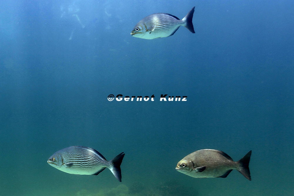 Kyphosus analogus  Blue-bronze sea chub 1 1