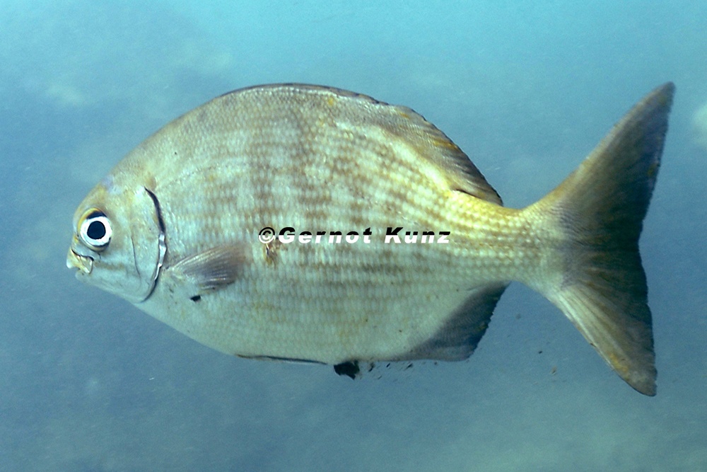 Kyphosus elegans  Cortez Chub 6 1