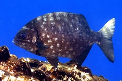 Kyphosus elegans  Cortez Chub 6 2