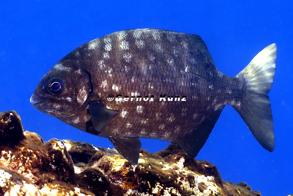 Kyphosus elegans  Cortez Chub 6 2