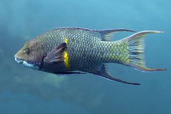 Bodianus diplotaenia  Mexican Hogfish 8 3