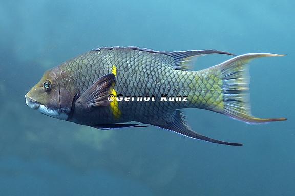 Bodianus diplotaenia  Mexican Hogfish 8 3