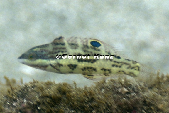Halichoeres nicholsi  Spinster Wrasse  Vieja soltera Juv 5 1