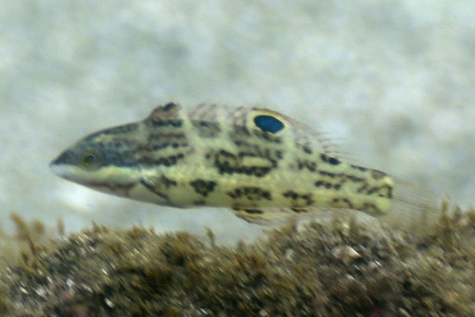 Halichoeres nicholsi  Spinster Wrasse  Vieja soltera Juv 5 1